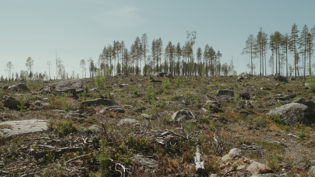 A swath of deforested land.
