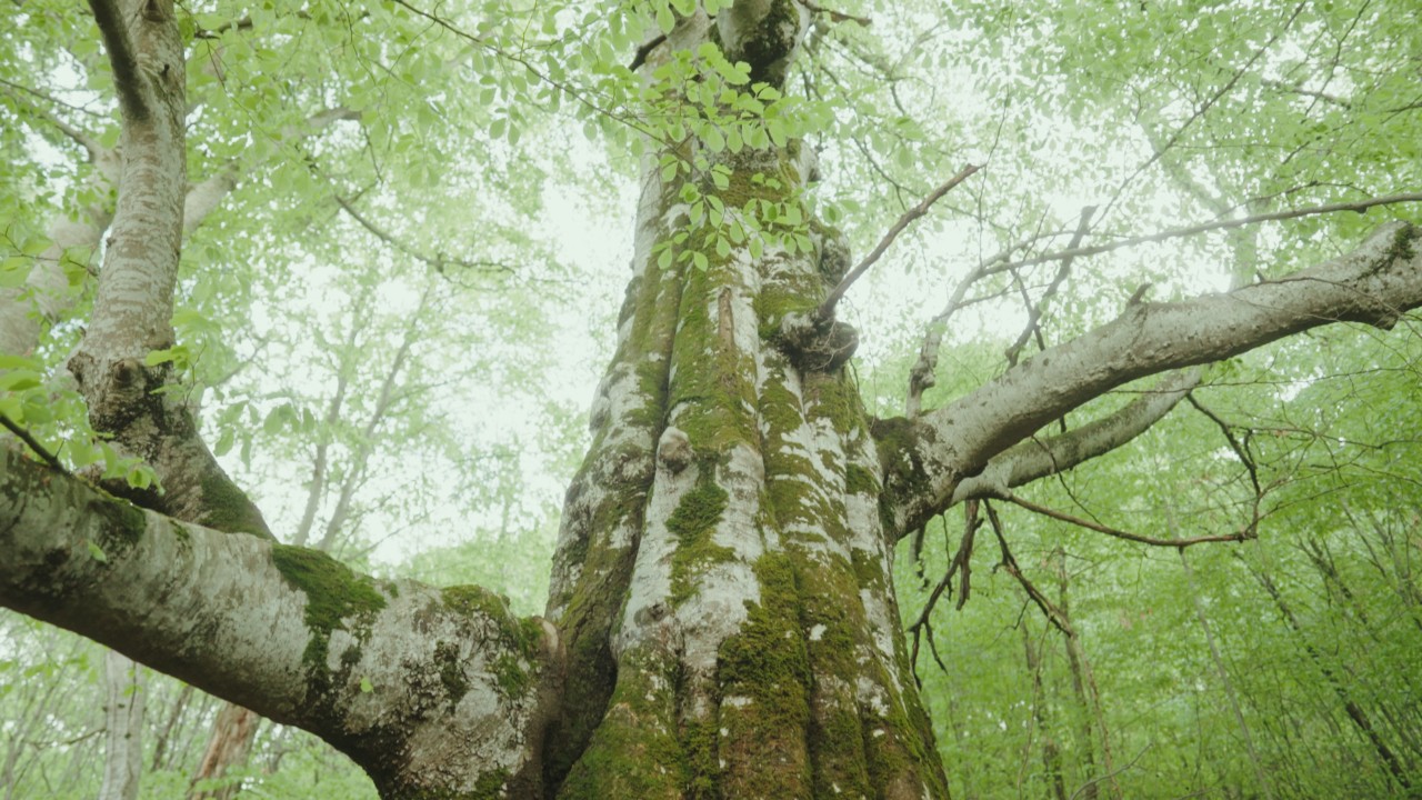 Green moss grows along the large trunk of a canopy tree.
