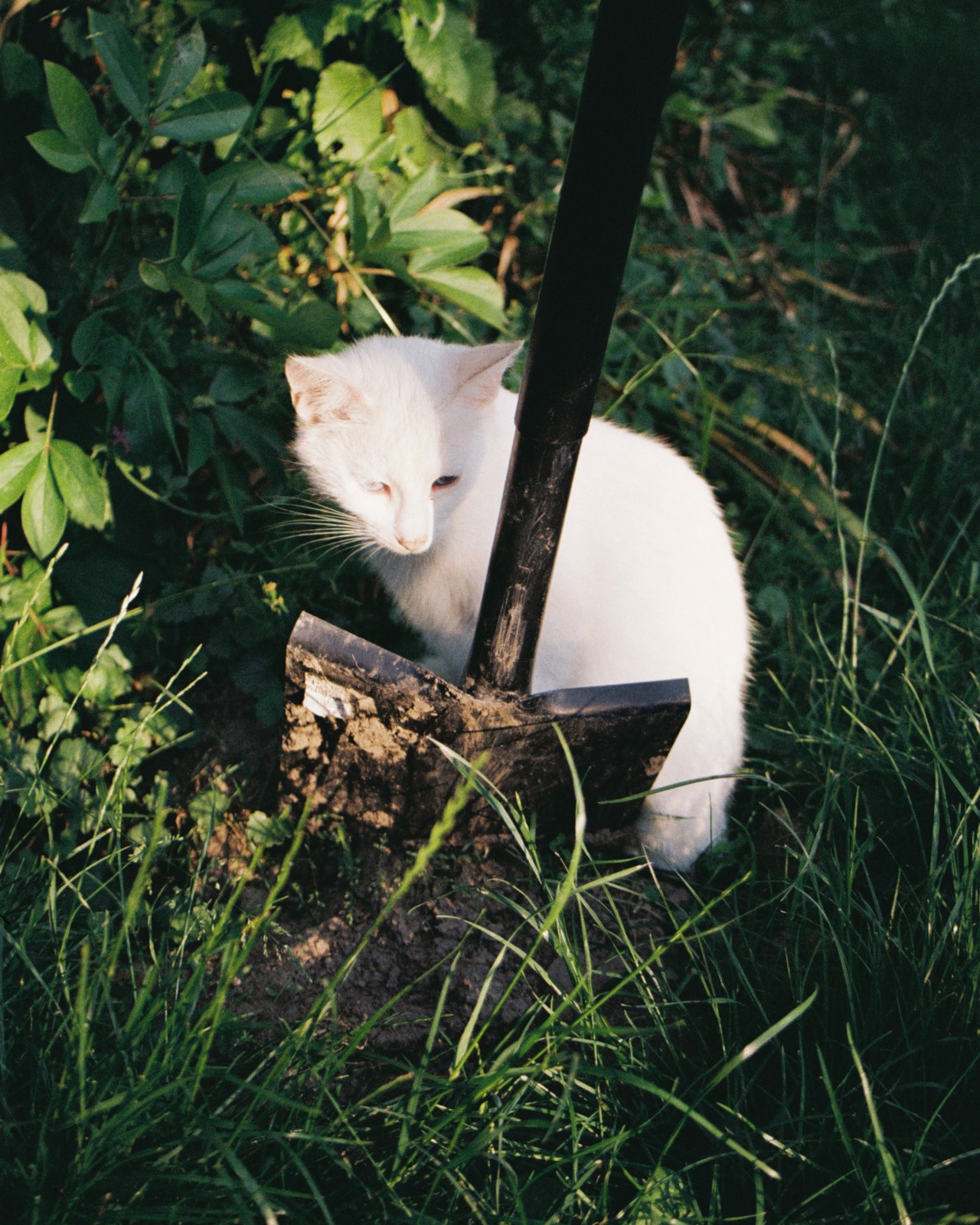 A white cat sits on the grass next to a shovel.