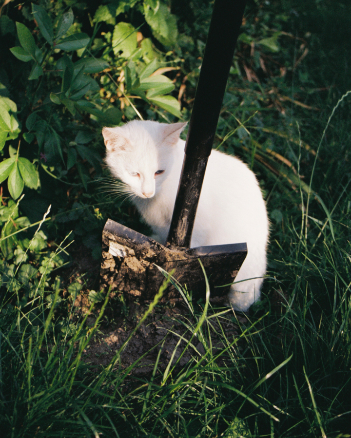 A white cat sits on the grass next to a shovel.