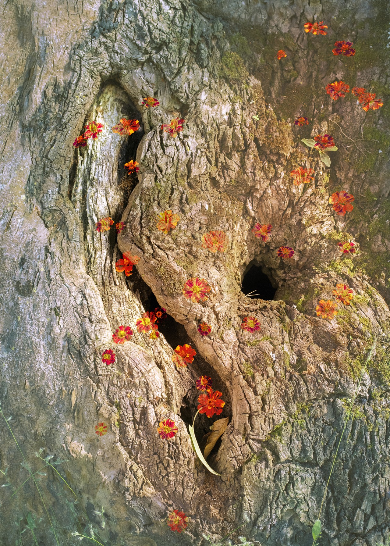 Red flowers grow on a tree trunk