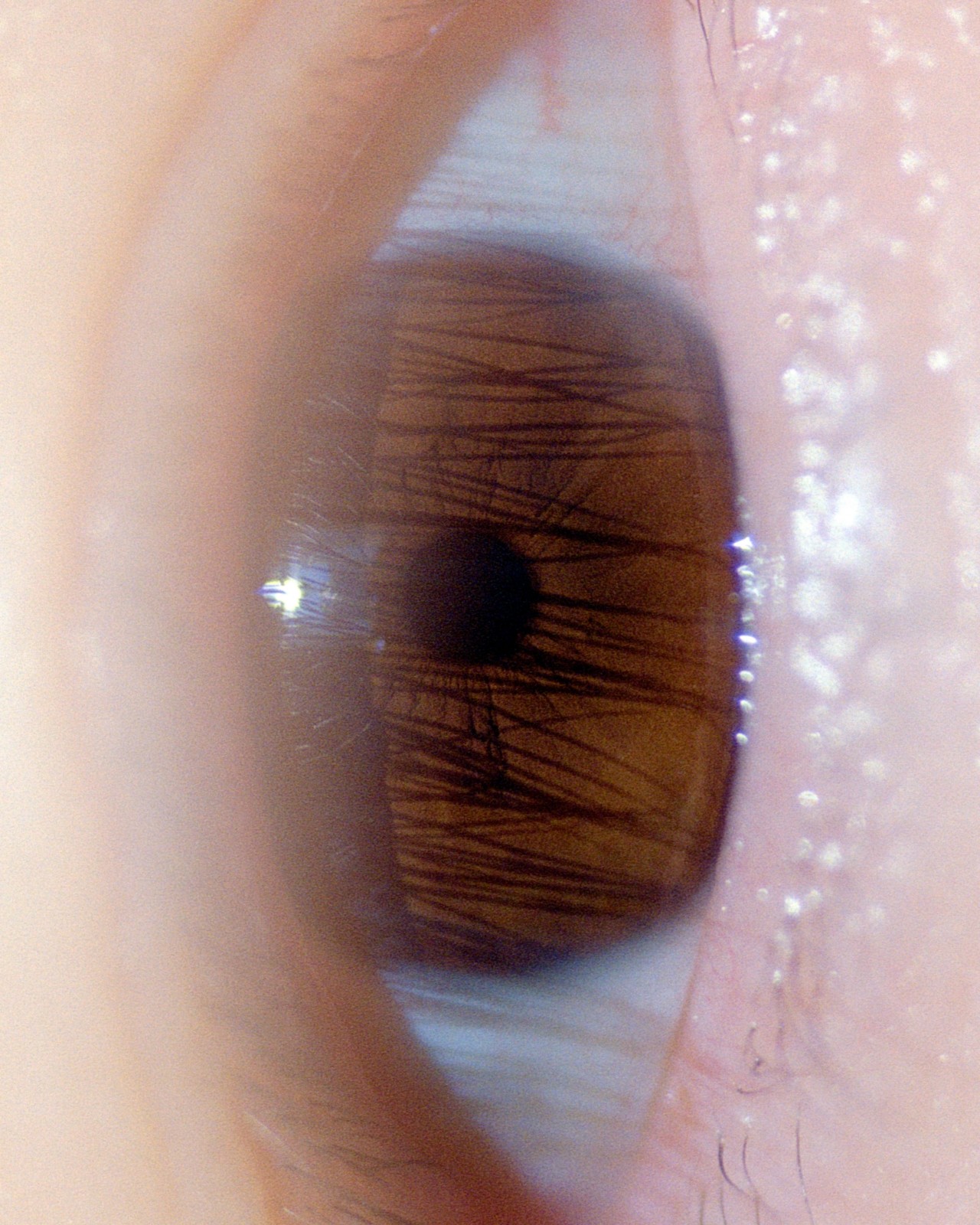 Close-up photo of brown human eye