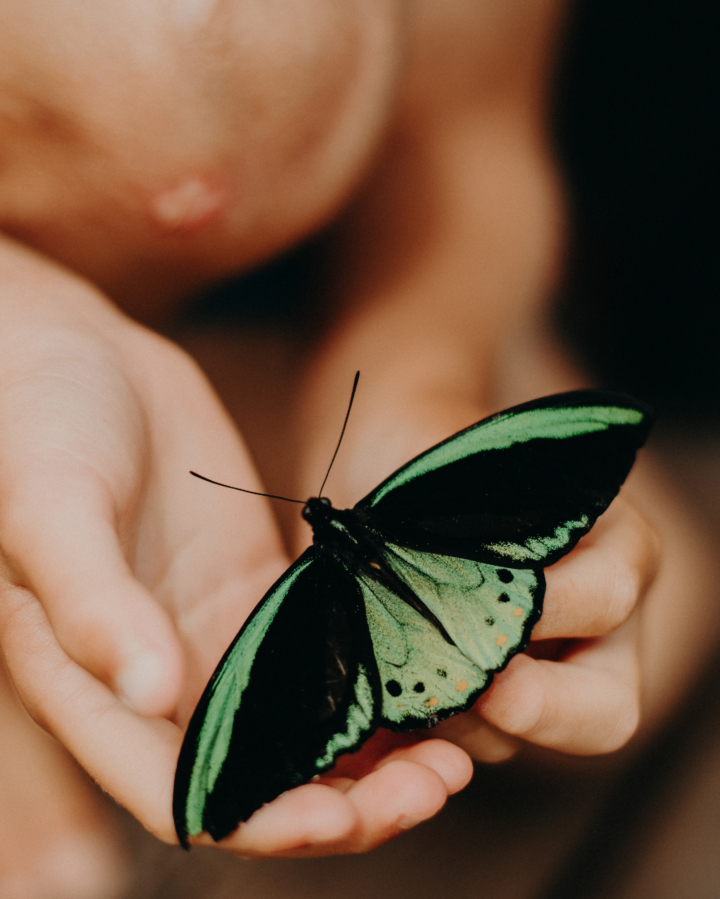 Two hands holding a butterfly