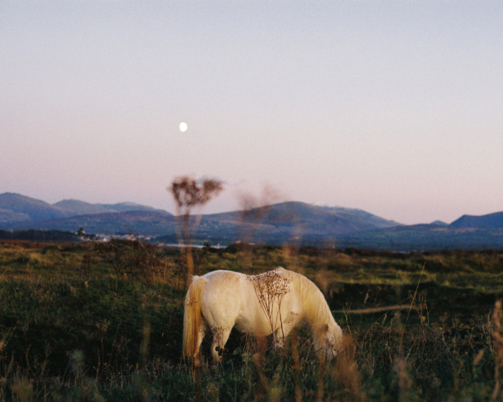 a white horse grazing in front of a mountain