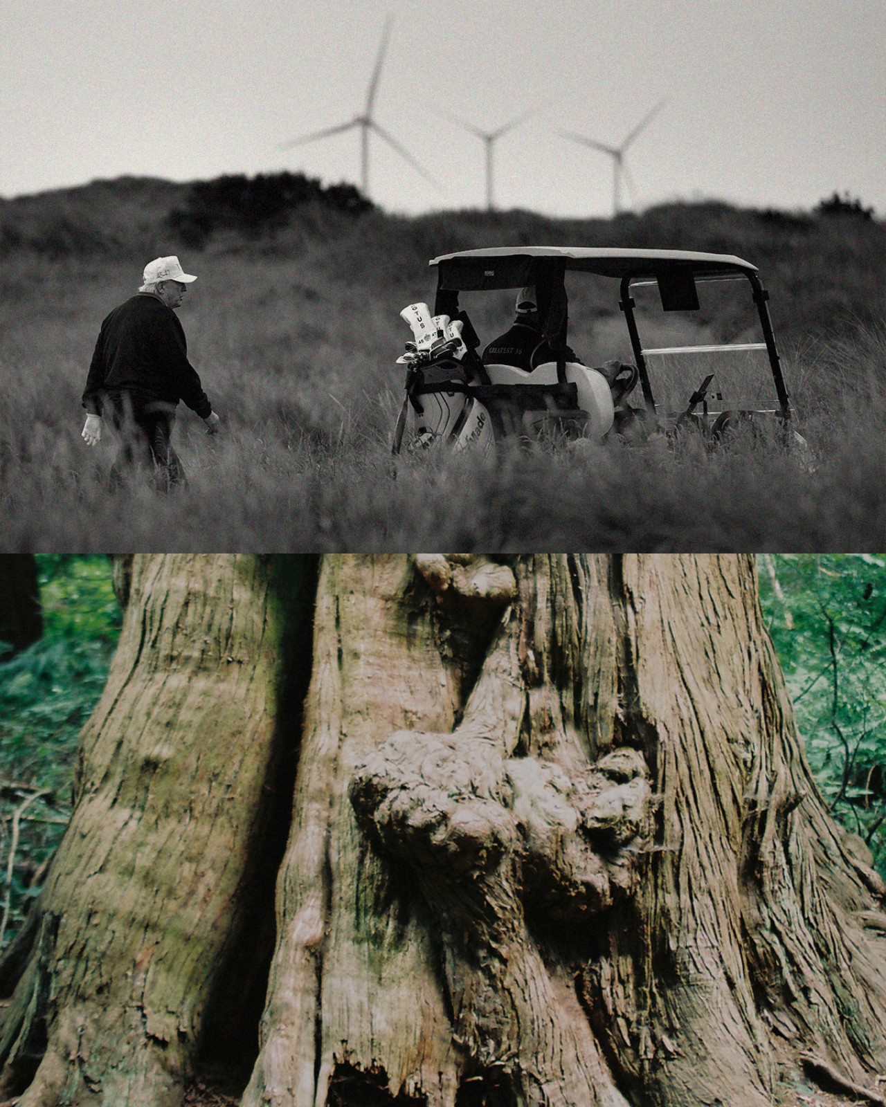 Split image with black and white photo at top of Donald Trump walking on a golf course with wind turbines in the background; at bottom, we see a section of tree trunk.