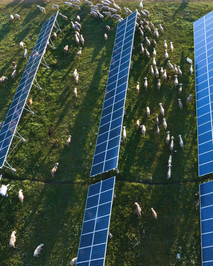 Several sheep graze along a pasture filled with solar panels.