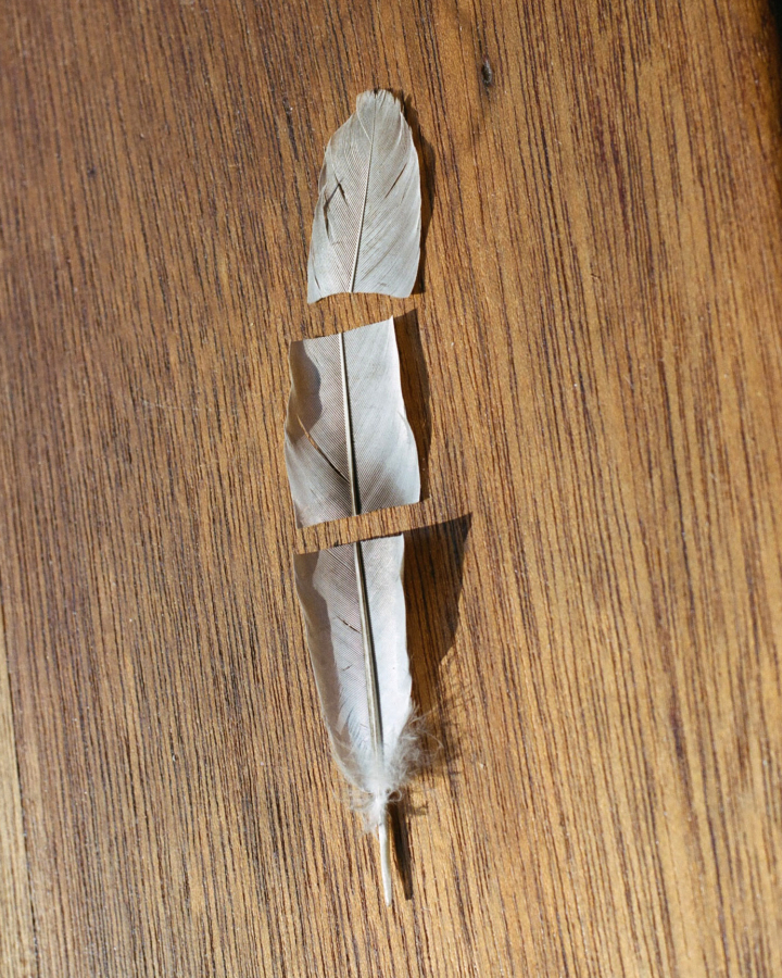 A feather that has been cut into three even sections lies vertically on a smooth wooden surface.