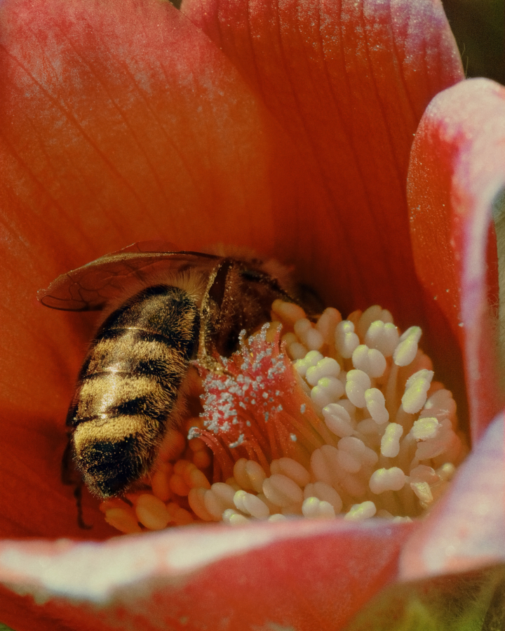 A bee sucks nectar from a flower.