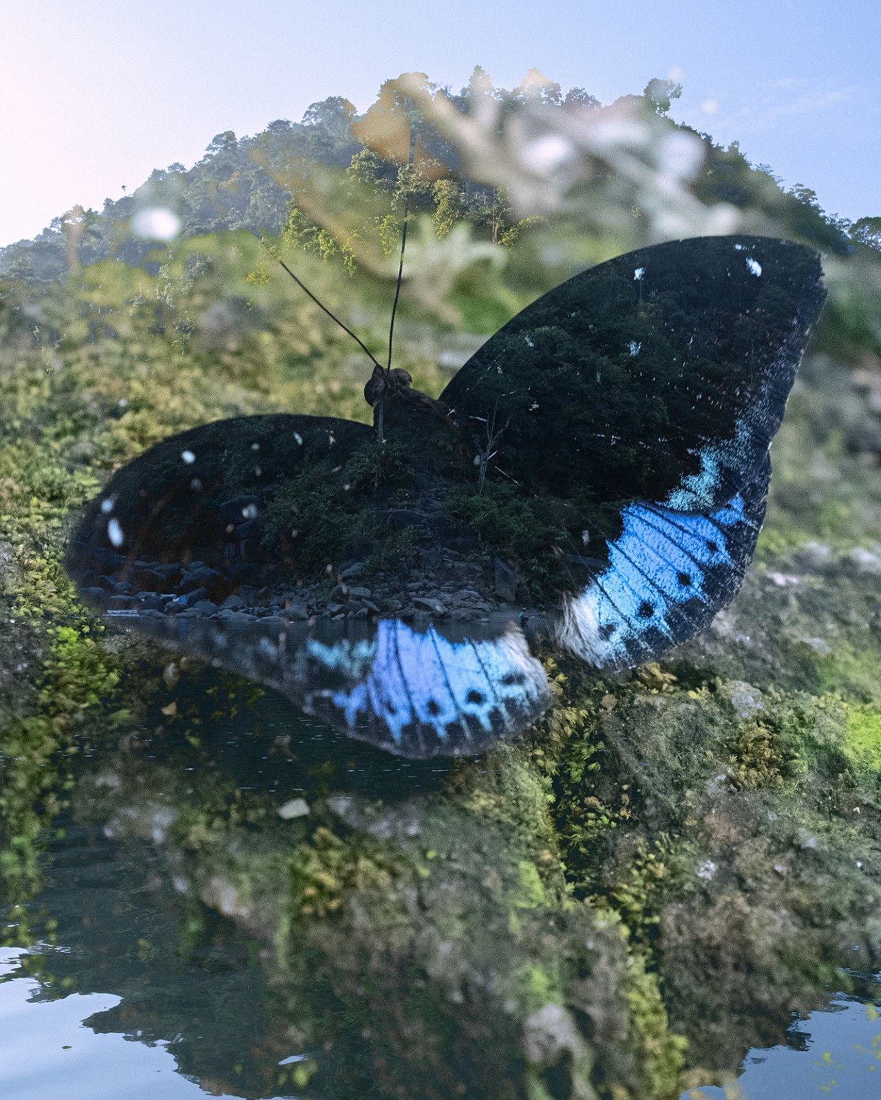 A butterfly rests on a rock