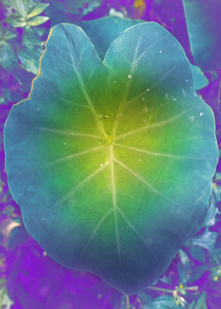 A multicolored leaf