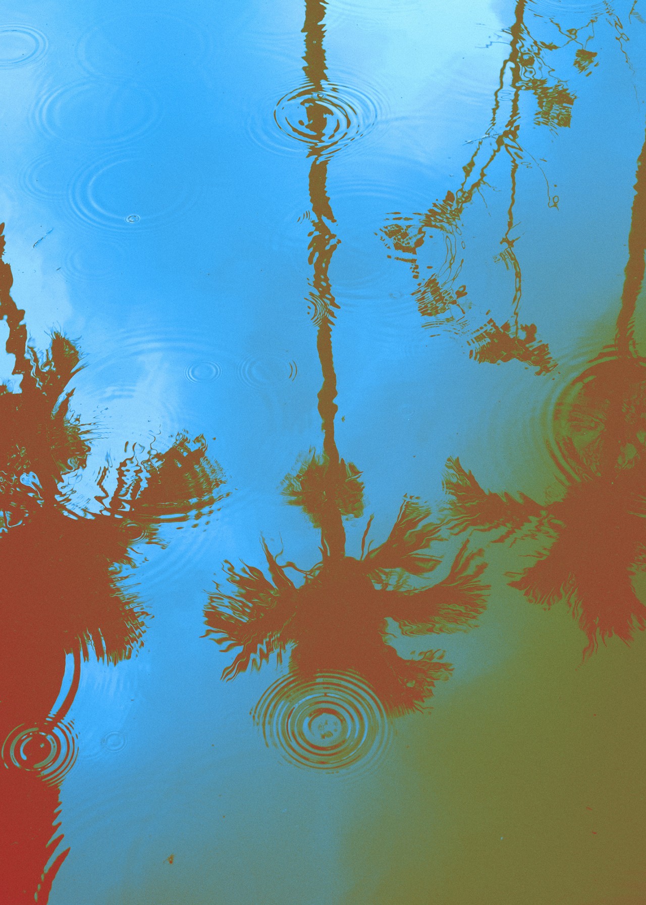 Palm trees are reflected in a body of water.