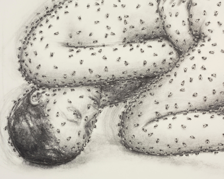 Flies cover an illustration of a human body.