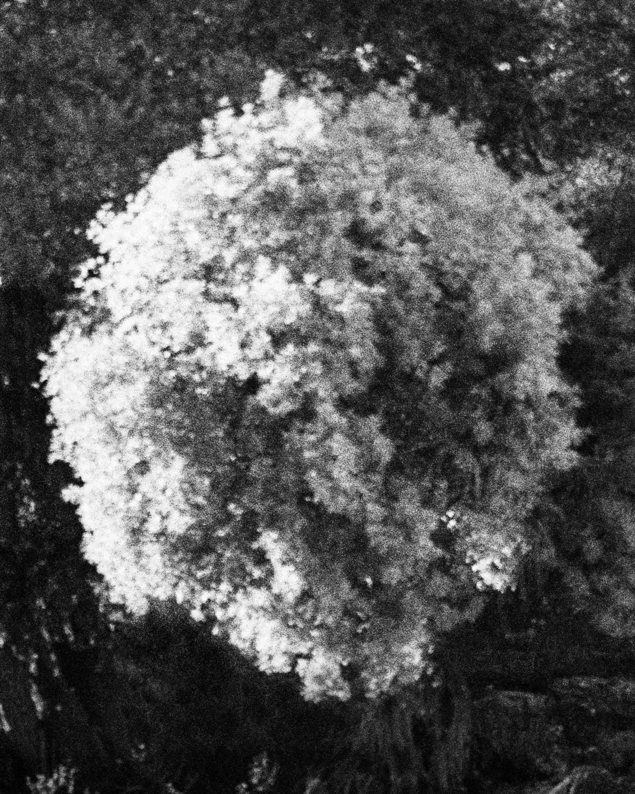 A black and white photo of a flower.