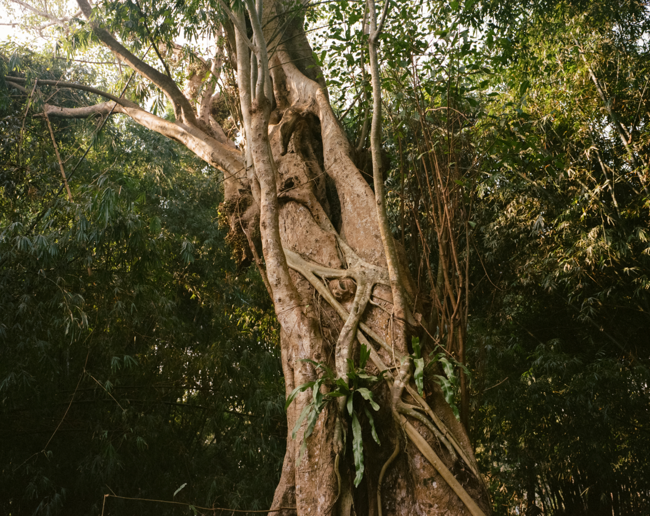 A tree near the Brahmaputra river.