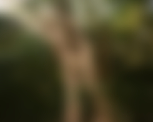 A tree near the Brahmaputra river.