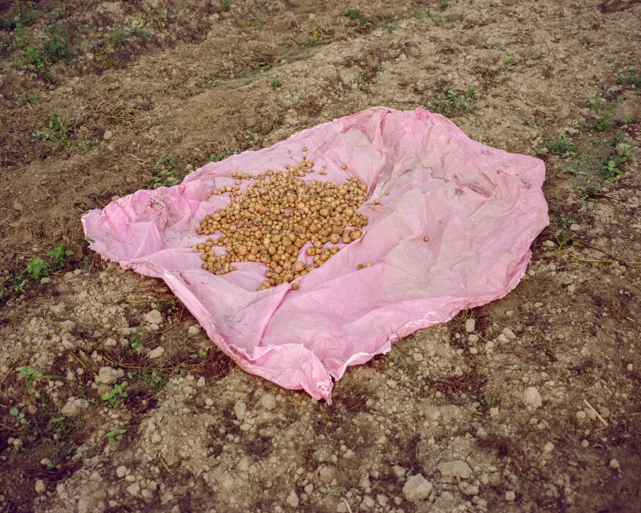 Some kind of food gathered on a pink cloth on the ground.