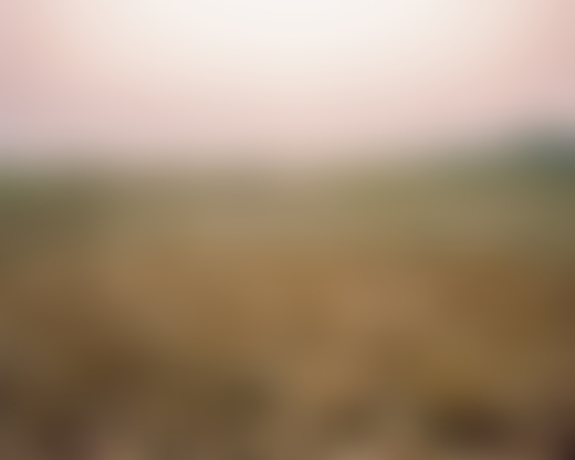 Grass land near the Brahmaputra river.