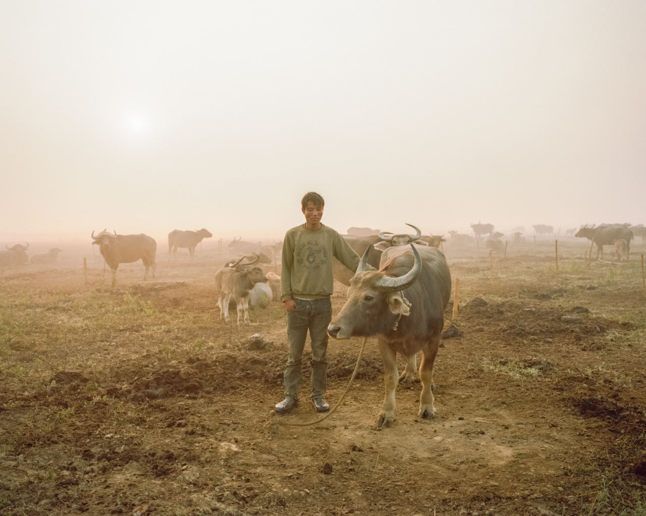 A man stands next to a bull .