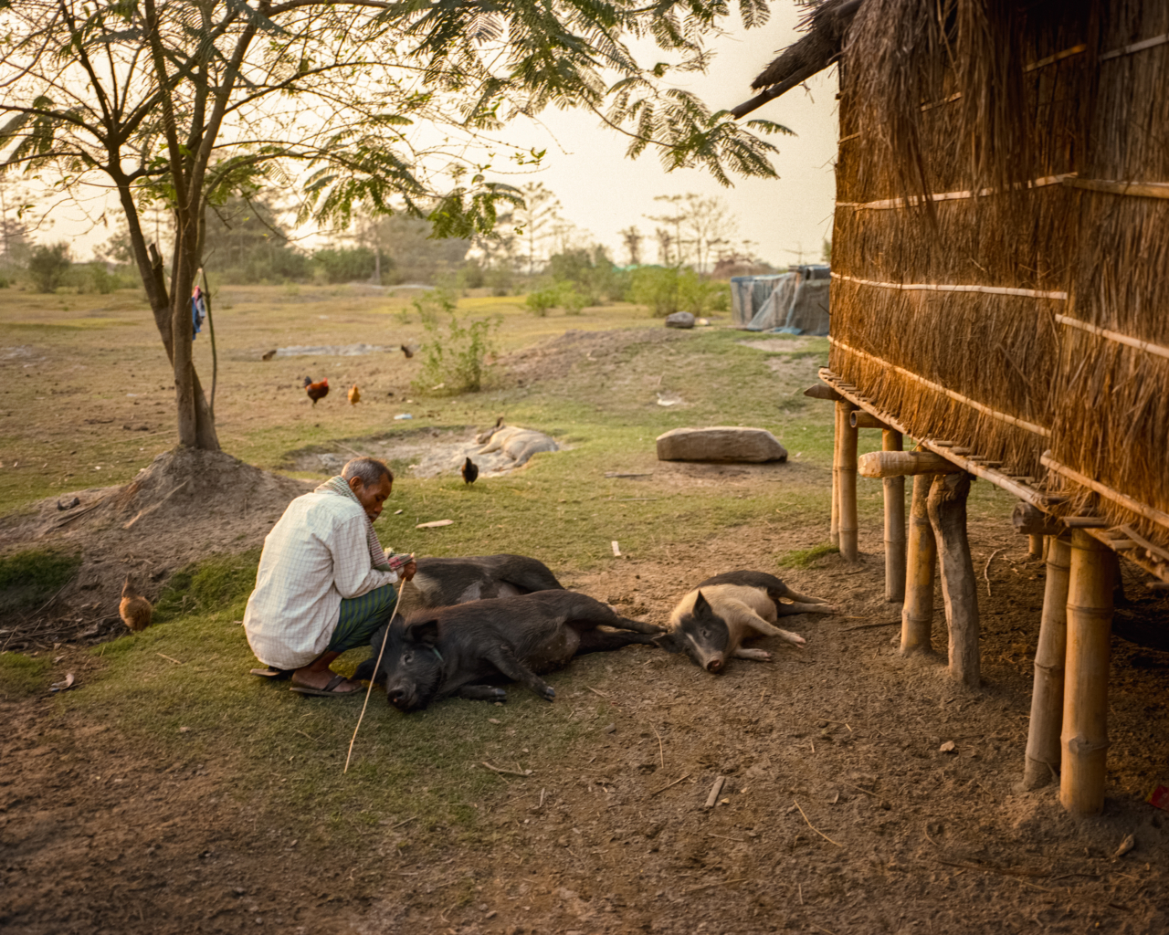 A man kneels next to three pigs.