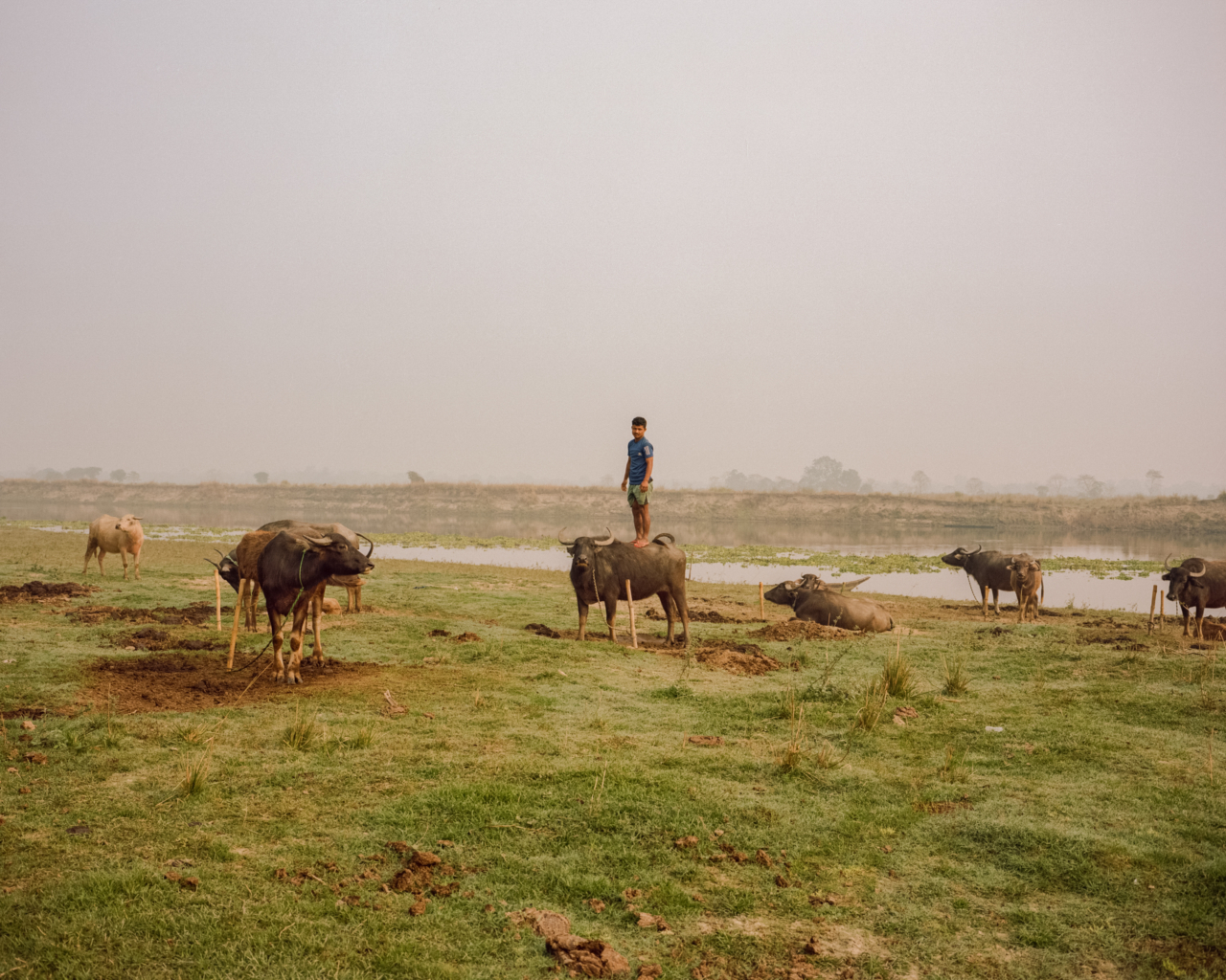 A man stands among bulls on grazing land next to the river.