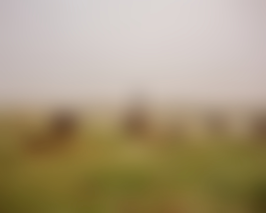 A man stands among bulls on grazing land next to the river.