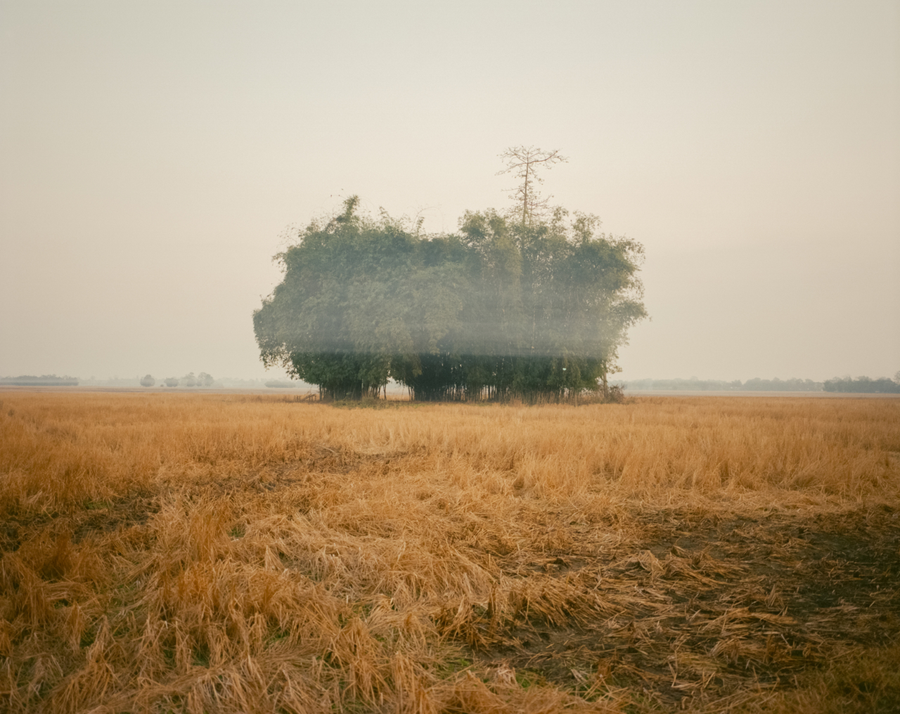 A group of trees near the Brahmaputra river.