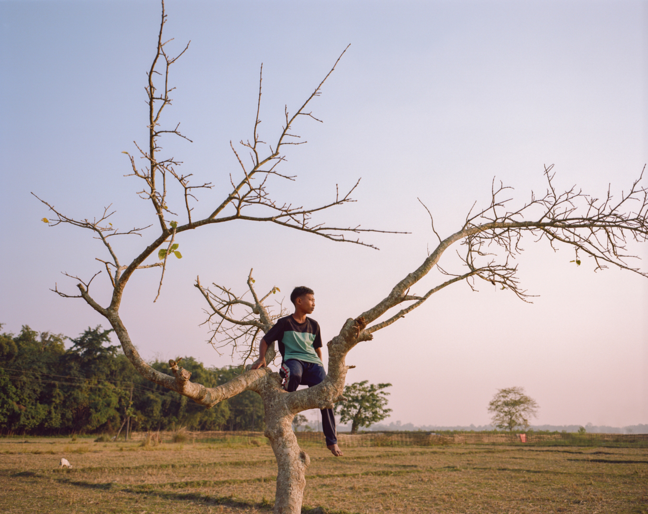 A young boy sits in a tree.