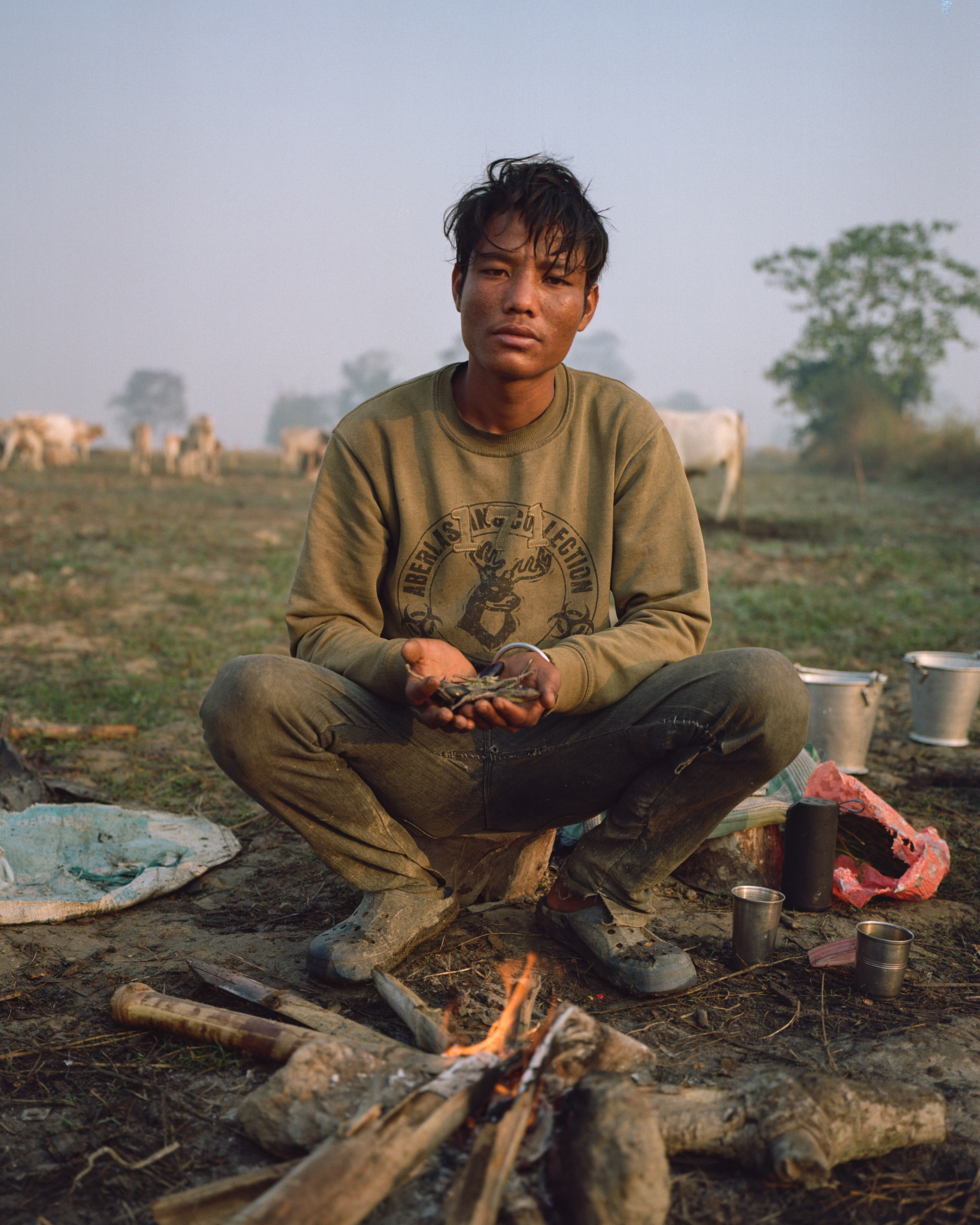 A man sits on tree stump in front of cattle.