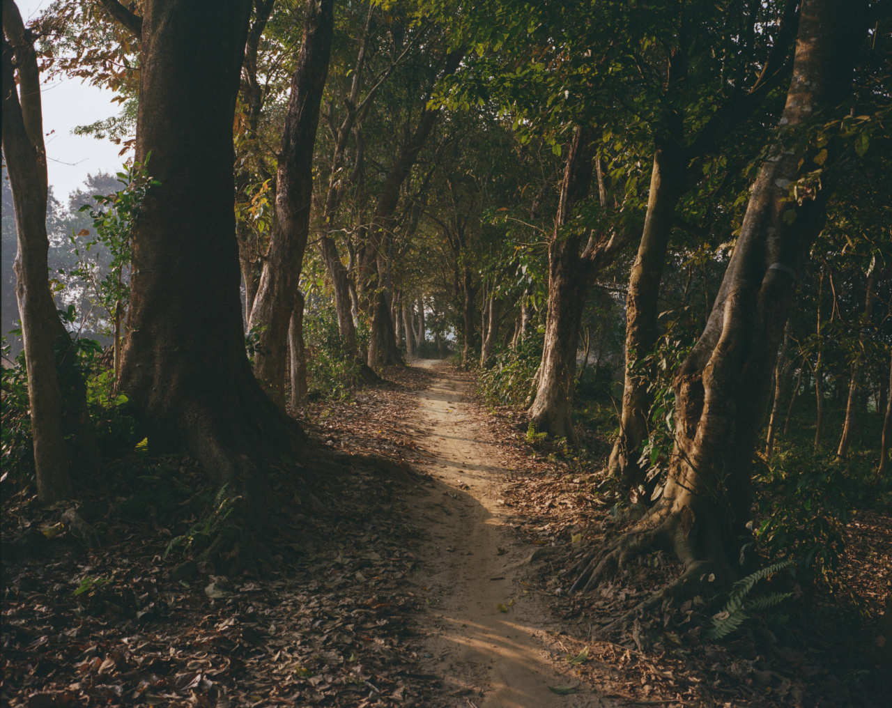 A path in the middle of a forest.