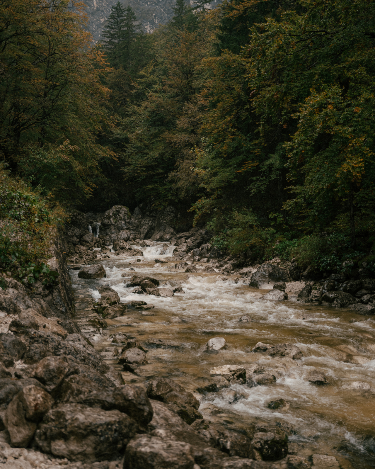 A creek flows through a forest.