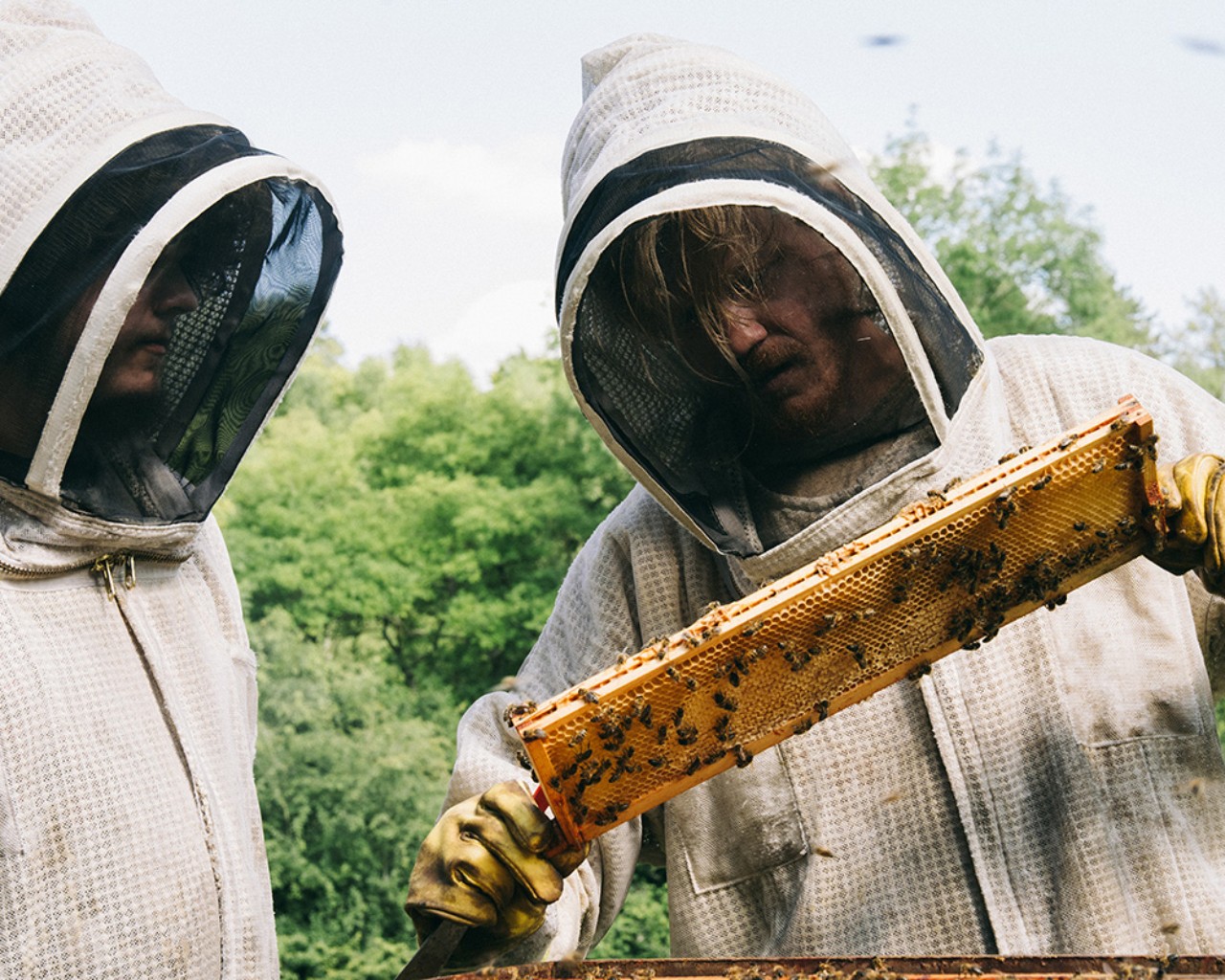 Beekeepers observe bees on a sheet of honey.