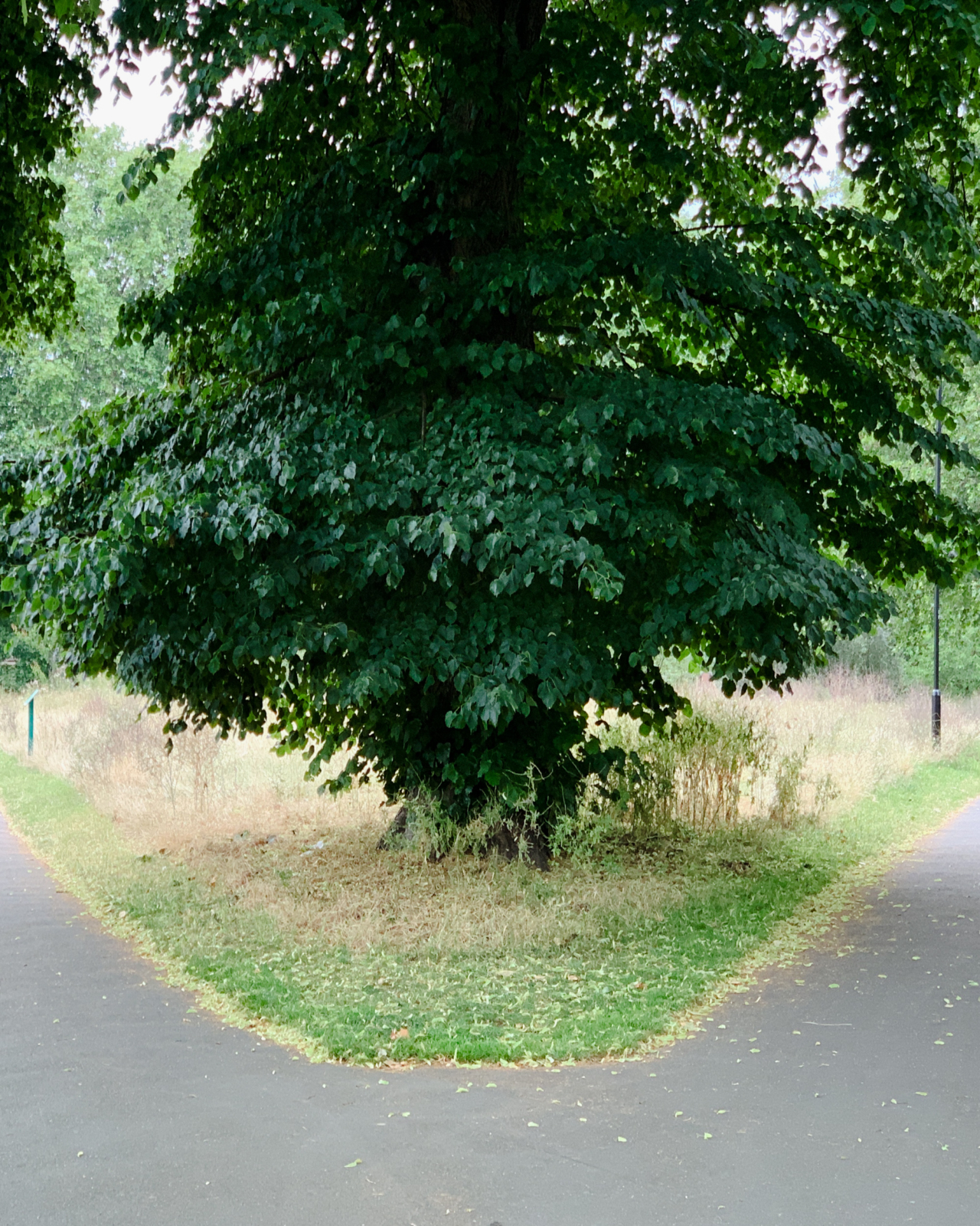 A tree grows on the corner of a pathway.