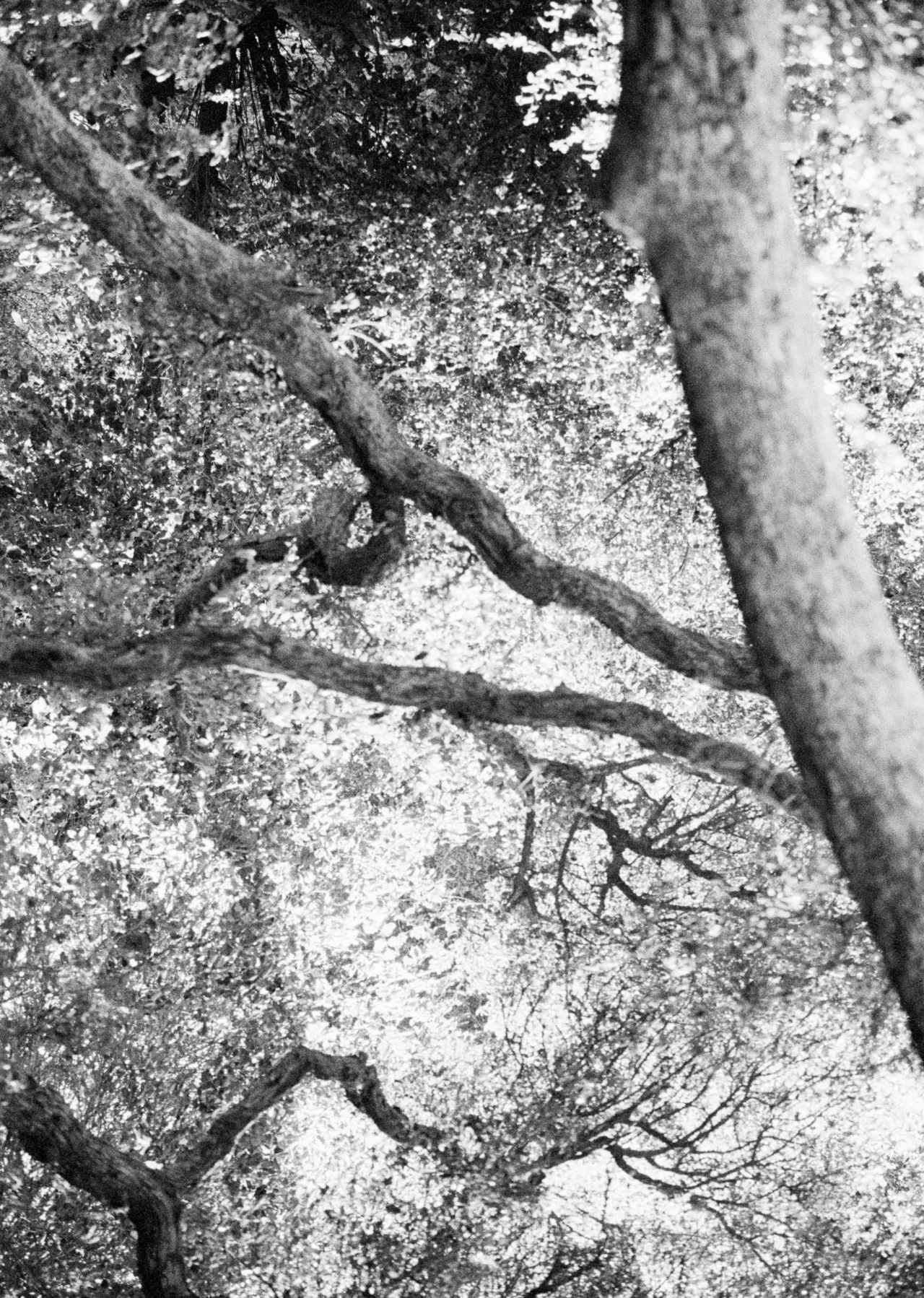 A below shot of a forest.
