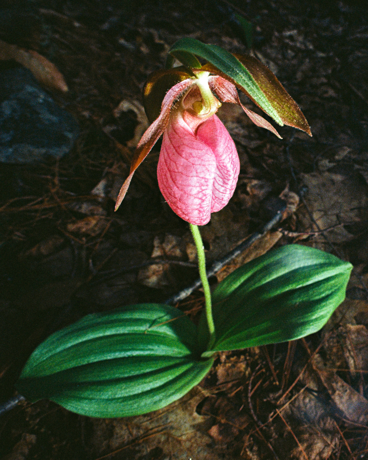 A pink flower grows from the fertile soil.