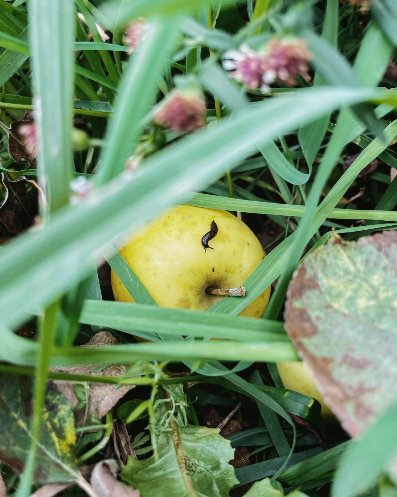 A tiny slug crawls on a green apple.