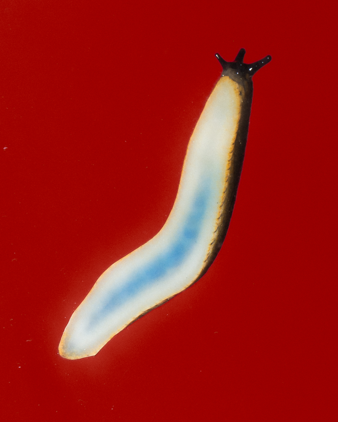 A slug moves along a red background.