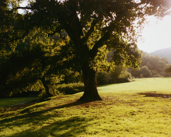 A tree grows on verdant grass in an ecotone.
