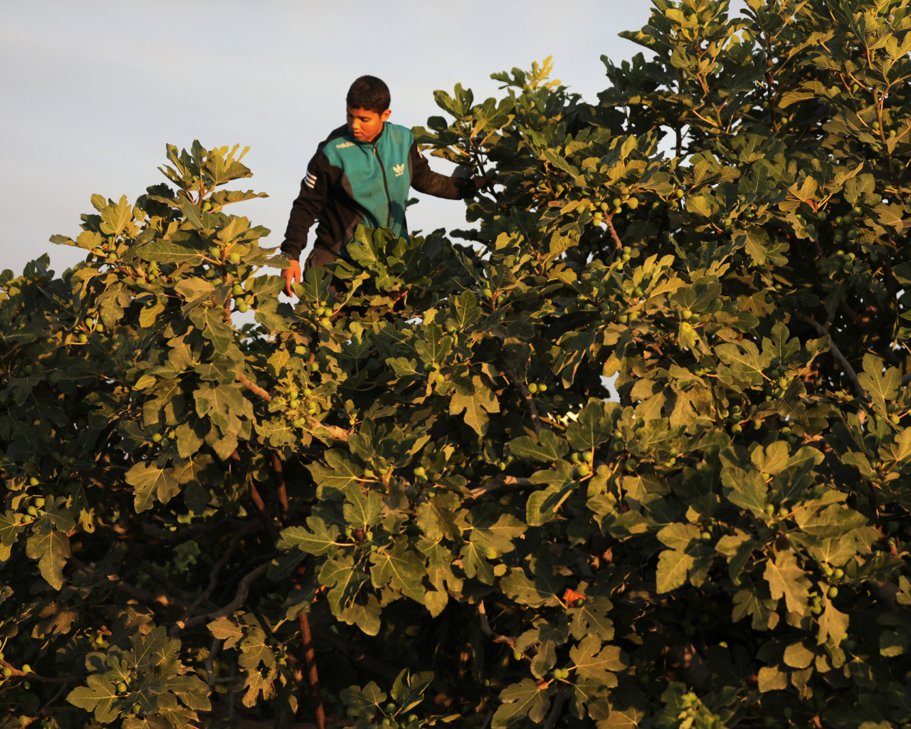 A Palestinian boy picks up a fig from a tree at his family's field in Gaza City.