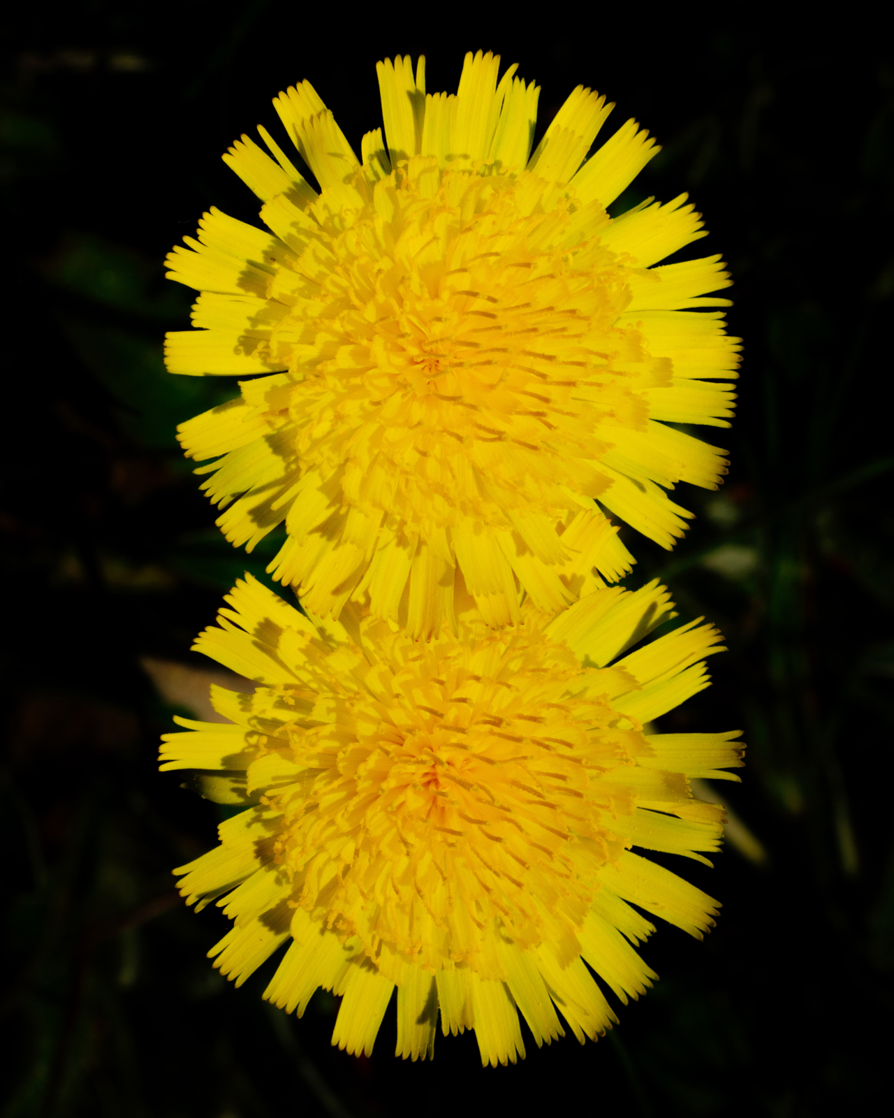 Two yellow flowers on top of one another.