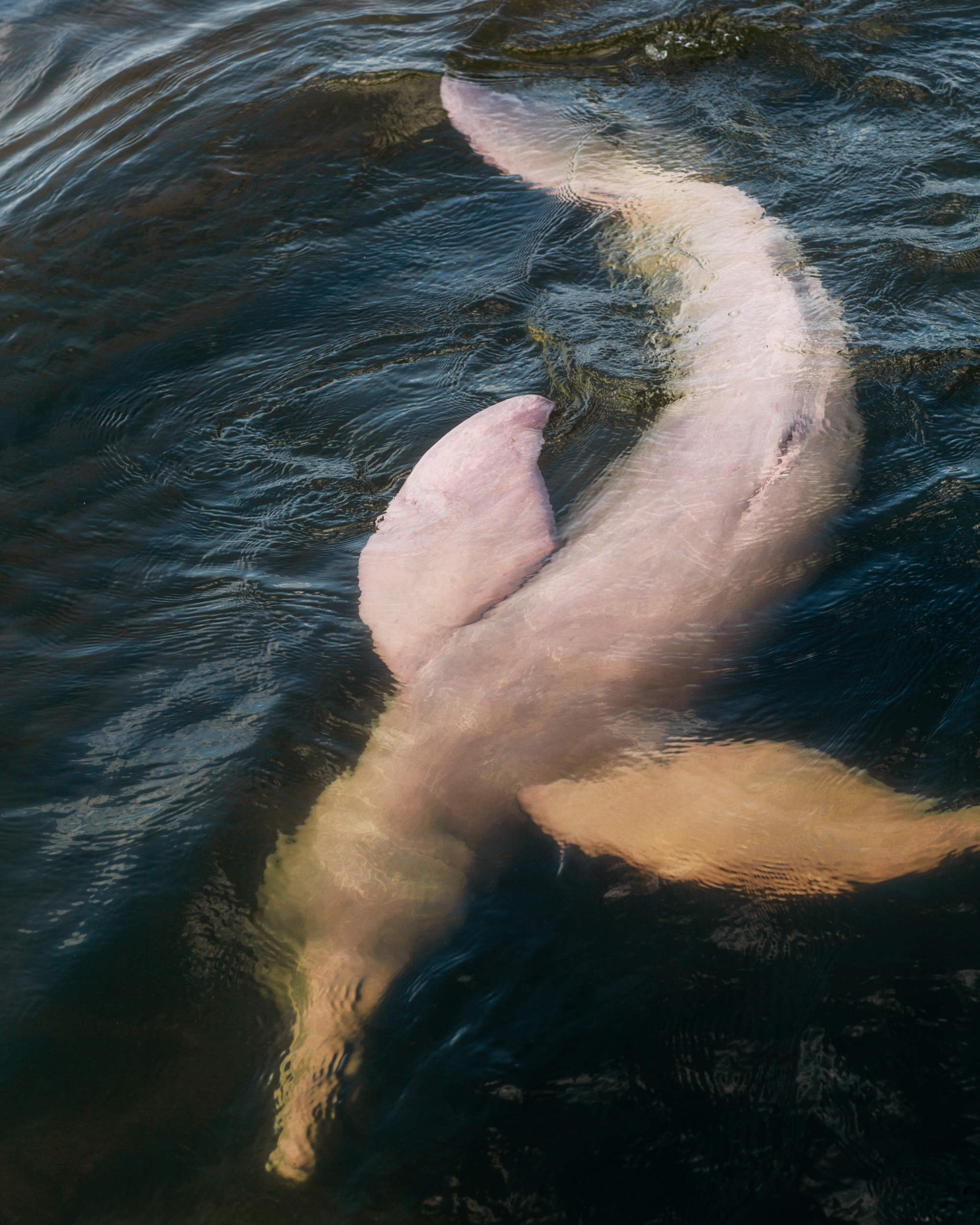 A pink dolphin swims in a river.