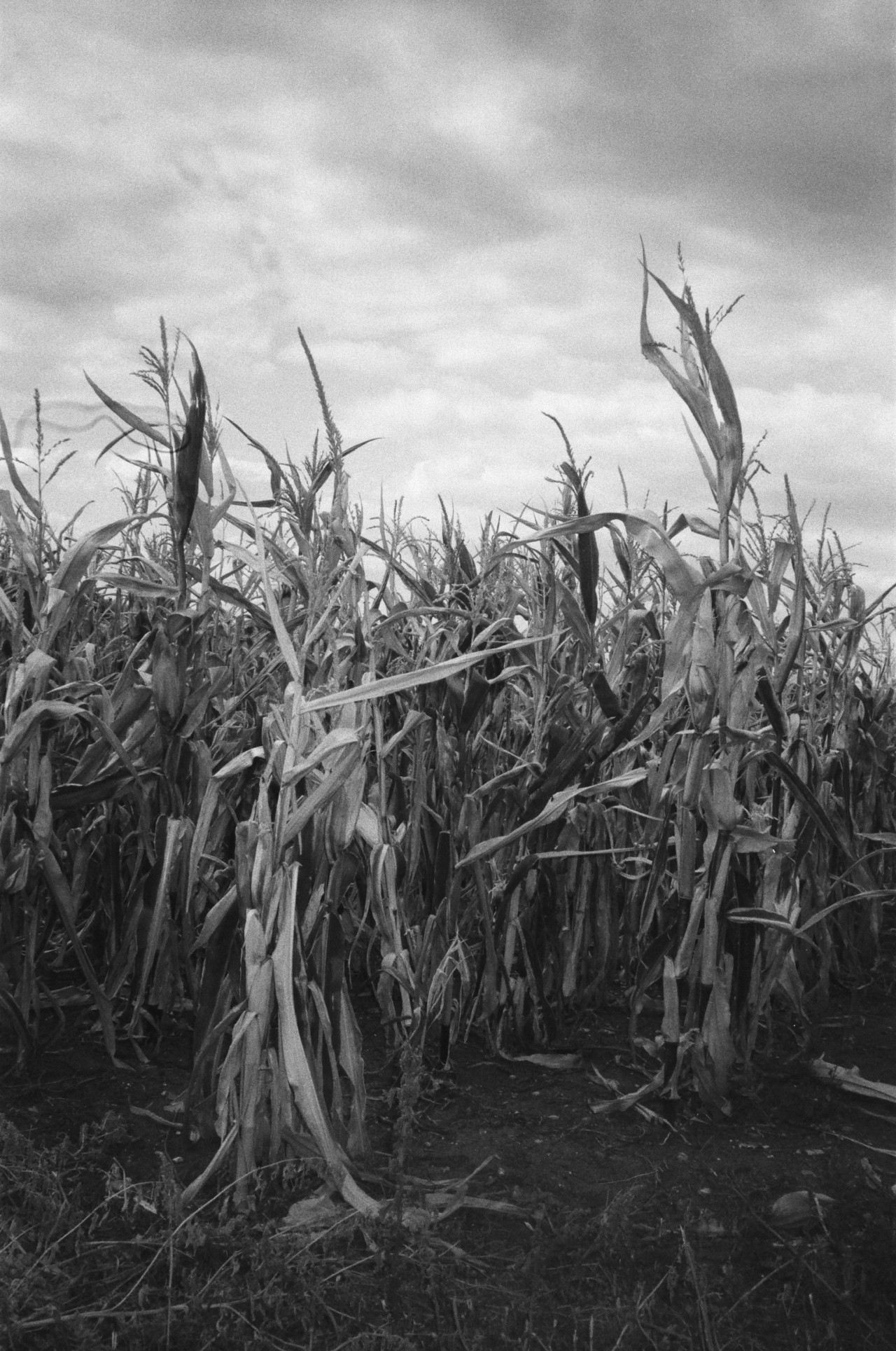 The entrance to a corn field.