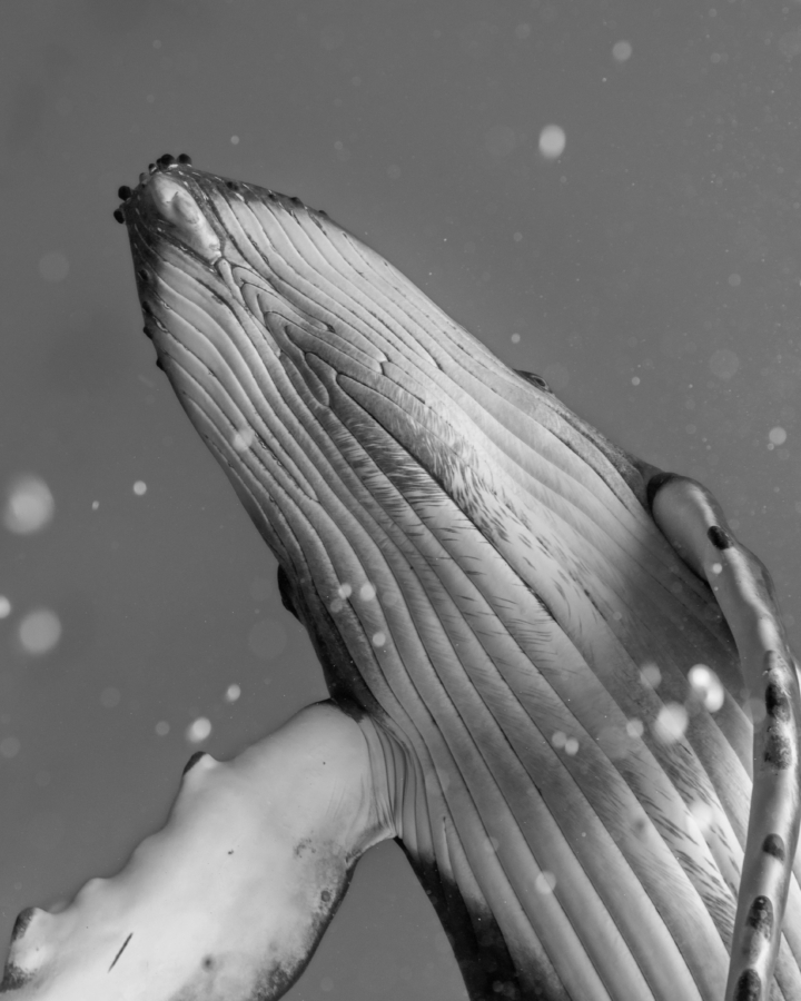 The underbelly of a whale swimming through the water.
