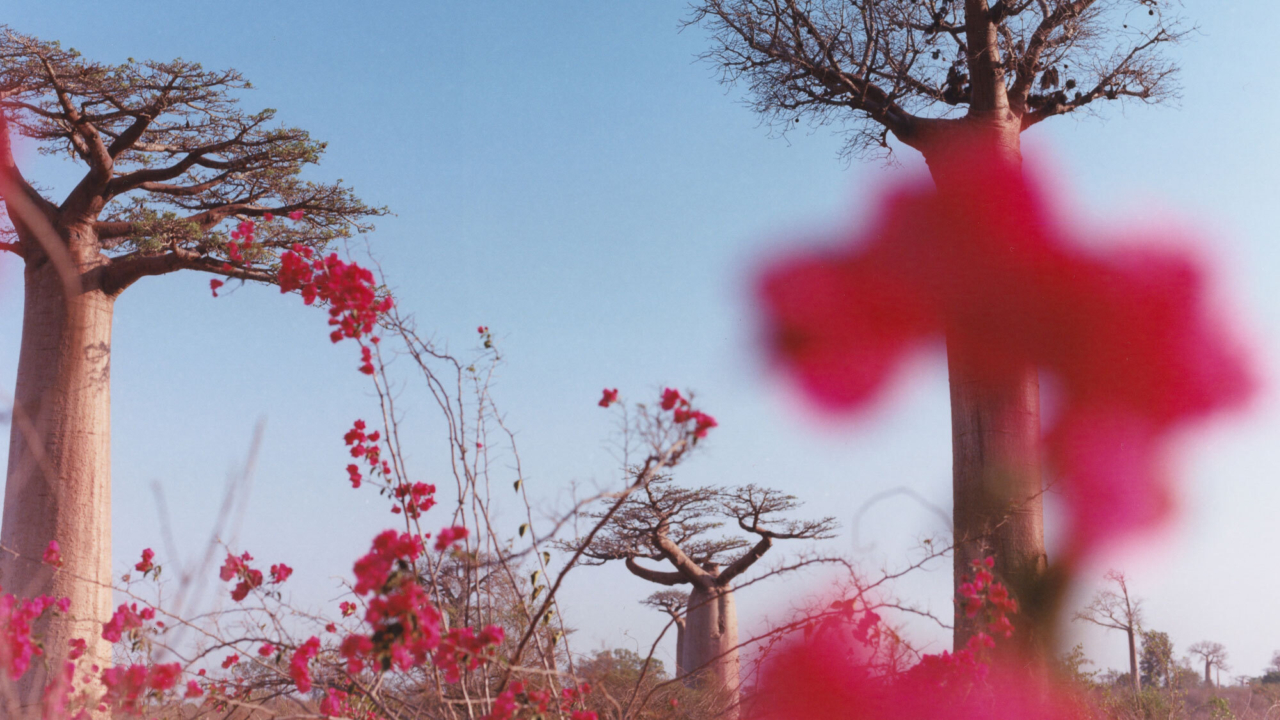 Keeping Record: An Intimate Portrait of Earth’s Most Endangered Rainforests