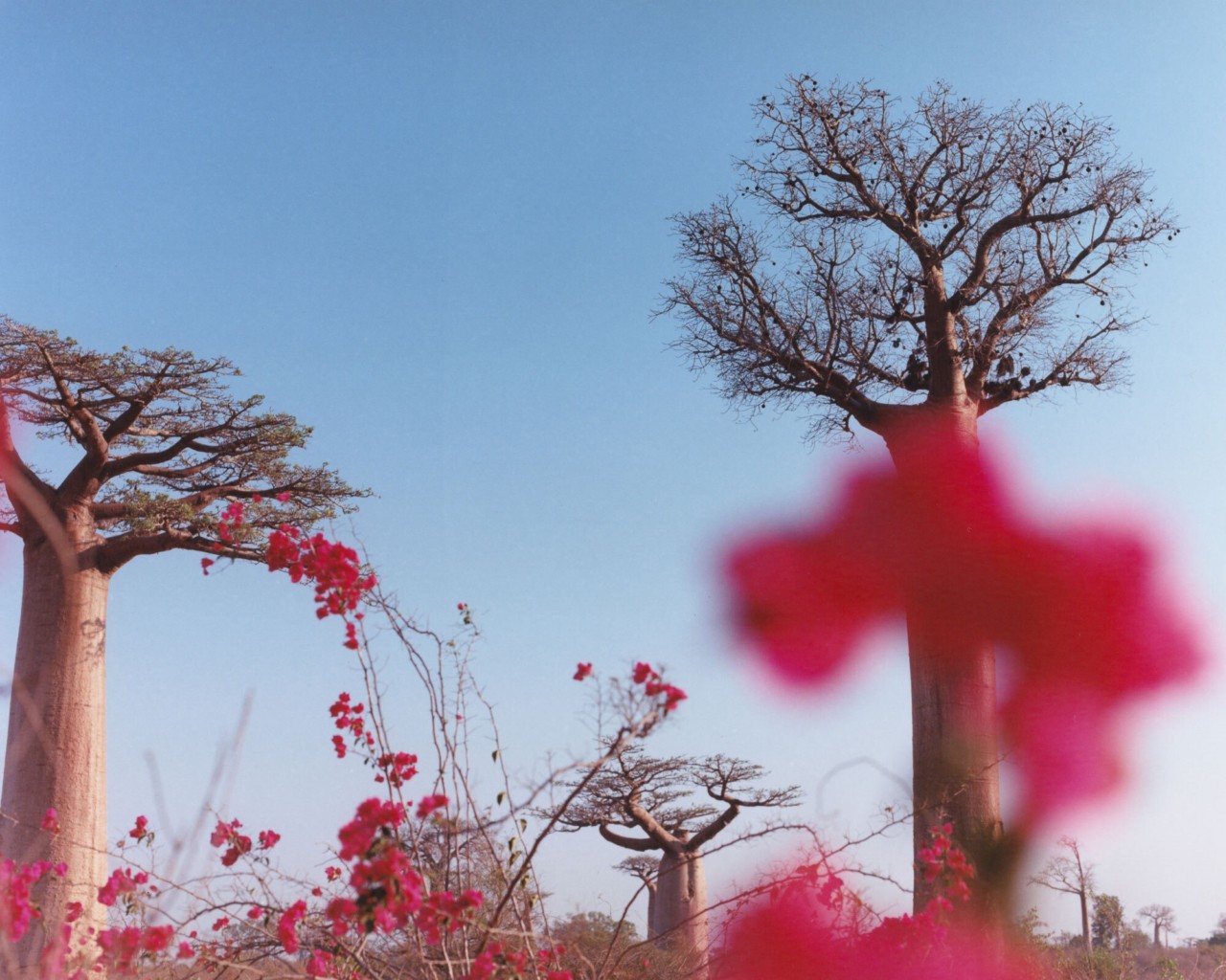 Pink flowers grow on several trees.