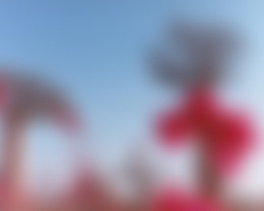 Pink flowers grow on several trees.