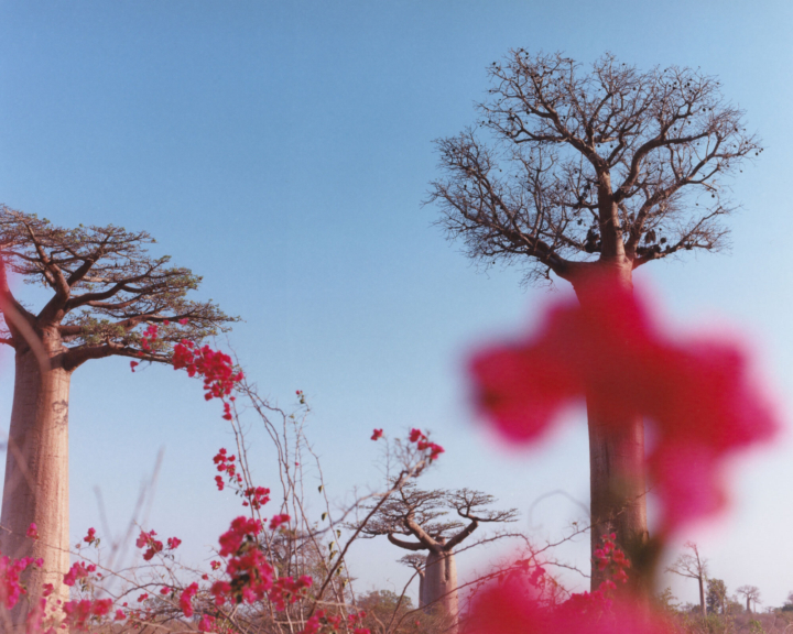 Pink flowers grow on several trees.