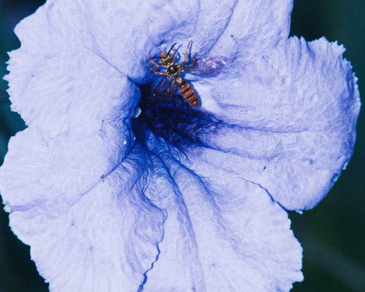 Pollinating the Future