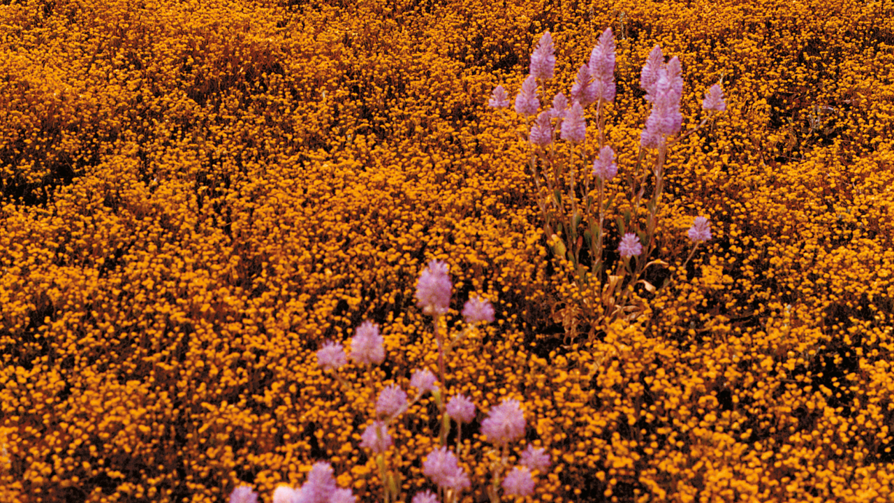 Photographer Zachary Handley's photos of across Western Australia on the traditional lands of the Badimaya, Wajarri, Yinggarda, and Whadjuk Noongar Peoples.