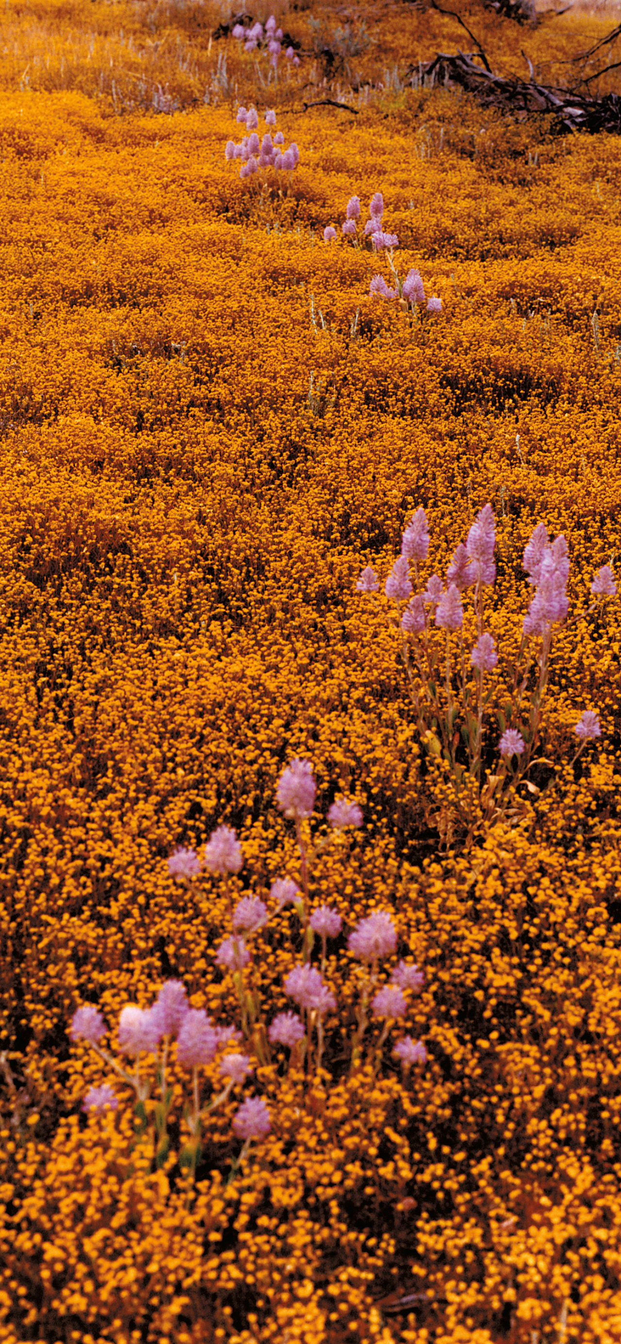 Photographer Zachary Handley's photos of across Western Australia on the traditional lands of the Badimaya, Wajarri, Yinggarda, and Whadjuk Noongar Peoples.