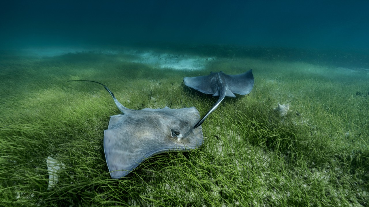 Cristina Mittermeier and Paul Nicklen photograh for Atmos Volume 12 print issue.